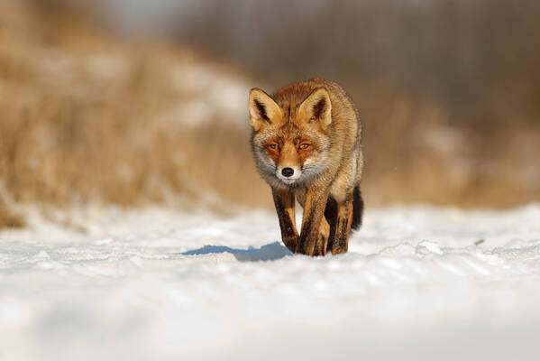 Adult Poster featuring the photograph Red Fox in the Snow #1 by Roeselien Raimond