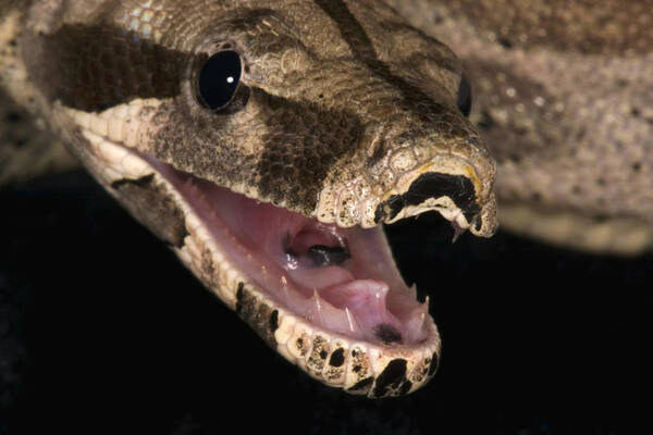 Amazon Poster featuring the photograph Red-tail Boa Constrictor #2 by Paul Whitten