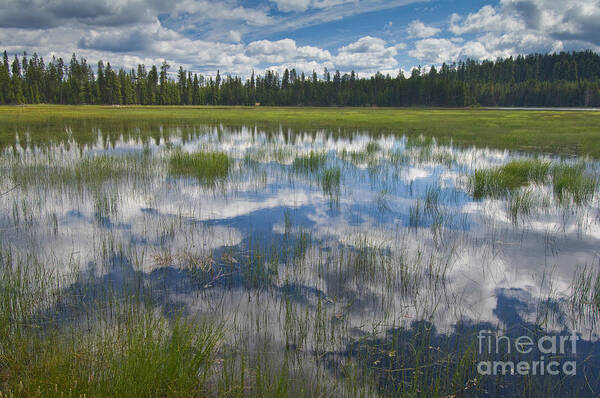 Reeds Poster featuring the photograph Reeds And Reflections #2 by John Shaw