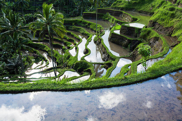 Tranquility Poster featuring the photograph Rice Terraces In Central Bali Indonesia #2 by Gavriel Jecan