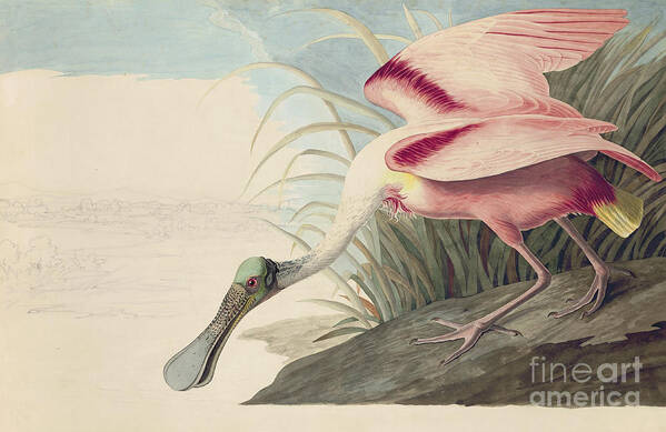 Pecking Poster featuring the drawing Roseate Spoonbill #2 by Celestial Images