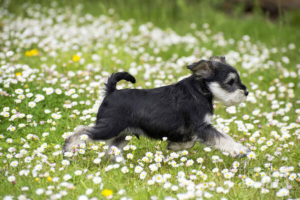 Dog Poster featuring the photograph Schnauzer Puppy Dog #2 by John Daniels