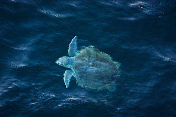 Sea Turtle Poster featuring the photograph Sea Turtle by Tammy Schneider