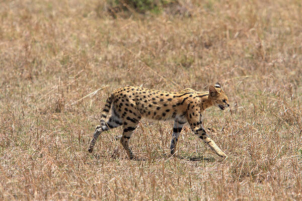 Africa Poster featuring the photograph Serval Cat On the Masai Mara, Kenya by Aidan Moran