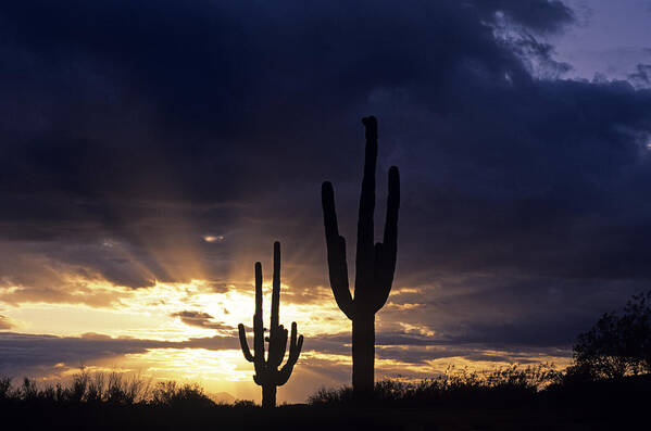 American Southwest Poster featuring the photograph Silhouetted saguaro cactus sunset at dusk Arizona State USA #2 by Jim Corwin