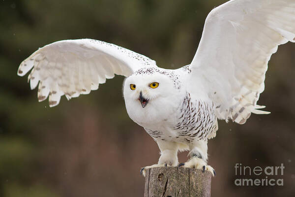 Snowy Poster featuring the photograph Snowy Owl #2 by Les Palenik