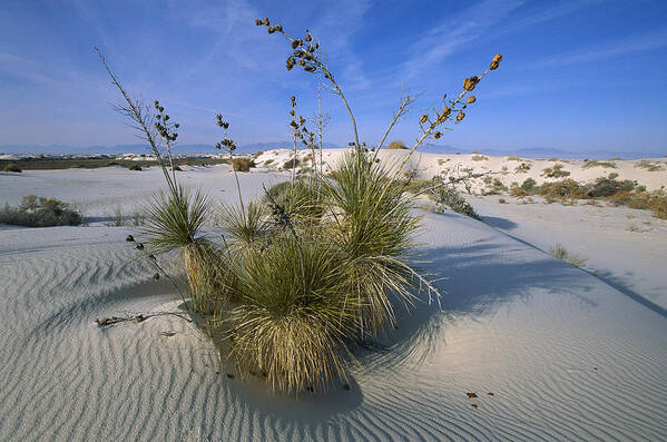 Feb0514 Poster featuring the photograph Soaptree Yucca In Gypsum Dunes White #2 by Konrad Wothe