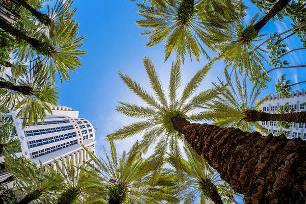 Architecture Poster featuring the photograph Sobe Palms #2 by Raul Rodriguez
