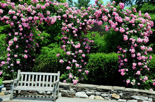 Pink Rose Garden Poster featuring the photograph Pink Rose Garden by Crystal Wightman