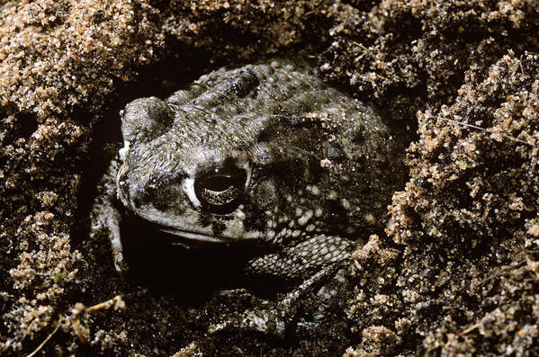 Amphibia Poster featuring the photograph Texas Toad #2 by Robert J. Erwin