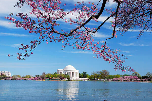 Washington Poster featuring the photograph Washington DC Cherry Blossom #2 by Songquan Deng