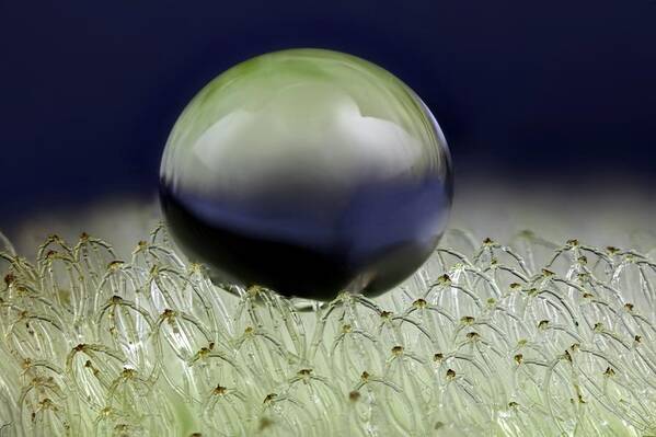 Anatomical Poster featuring the photograph Water Drop On Salvinia Sp. Trichomes #2 by Frank Fox