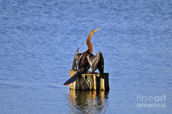 Anhinga Poster featuring the photograph Wet Wings #2 by Al Powell Photography USA