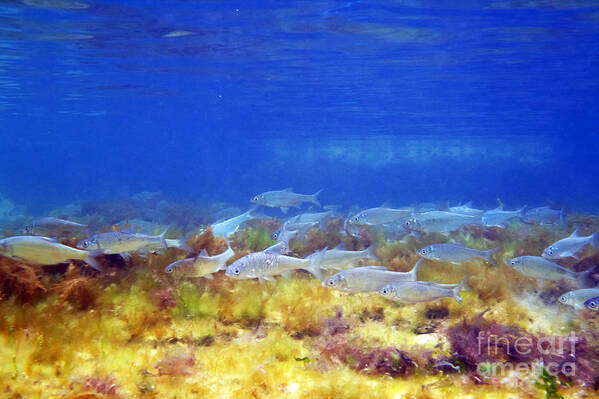 Water Poster featuring the photograph White bream. #1 by Alexandr Malyshev