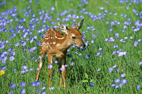 White-tailed Deer Poster featuring the photograph White-tailed Deer Fawn #2 by M. Watson