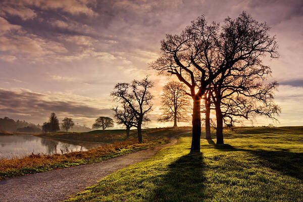 Trees Poster featuring the photograph Winter Morning Shadows / Maynooth #1 by Barry O Carroll