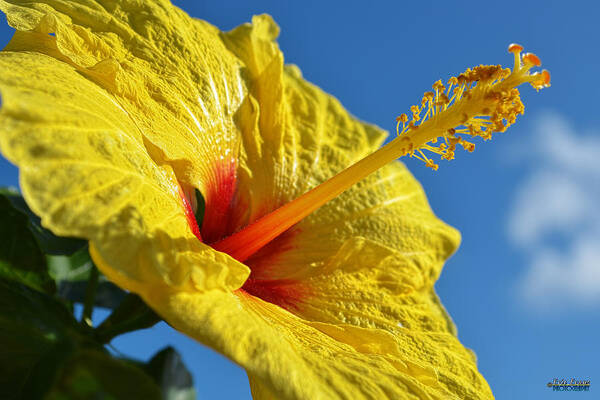 Chinese Hibiscus Poster featuring the photograph yellow Hula Girl Hibiscus #2 by Aloha Art