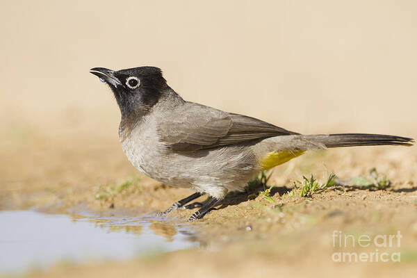 Ornithology Poster featuring the photograph Yellow-vented Bulbul Pycnonotus xanthopygos #2 by Eyal Bartov