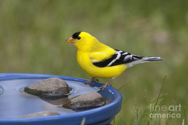 American Goldfinch Poster featuring the photograph American Goldfinch #20 by Linda Freshwaters Arndt