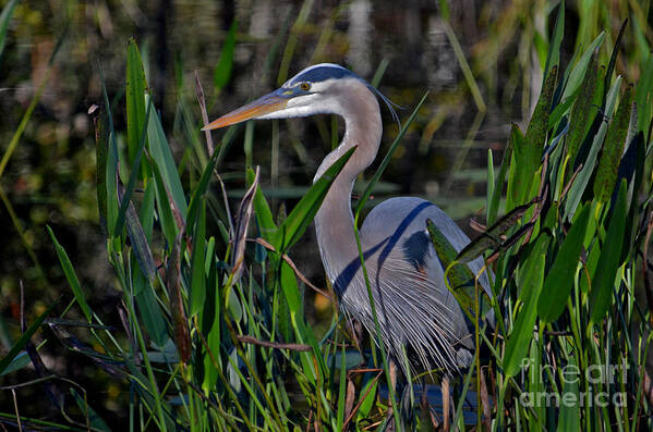 Great Blue Heron Poster featuring the photograph 20- Great Blue Heron by Joseph Keane
