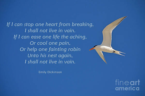 Emily Dickinson Poster featuring the photograph 203- Emily Dickinson by Joseph Keane