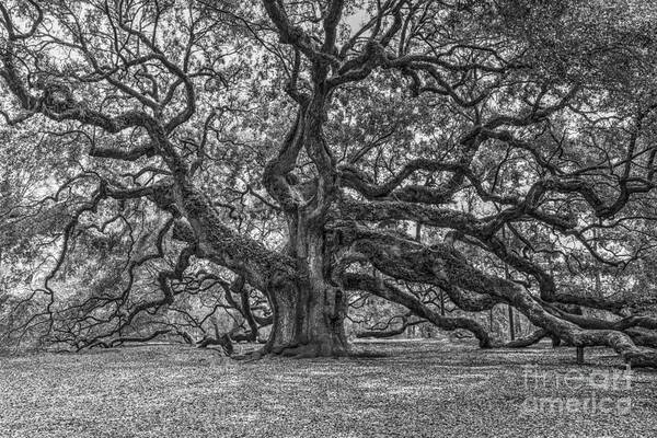 Angel Oak Tree Poster featuring the photograph Angel Oak Tree in Black and White by Dale Powell