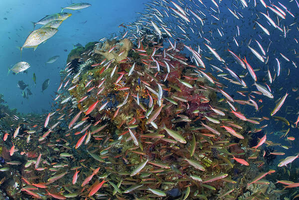 Coral Poster featuring the photograph Indonesia, Papua, Raja Ampat #23 by Jaynes Gallery