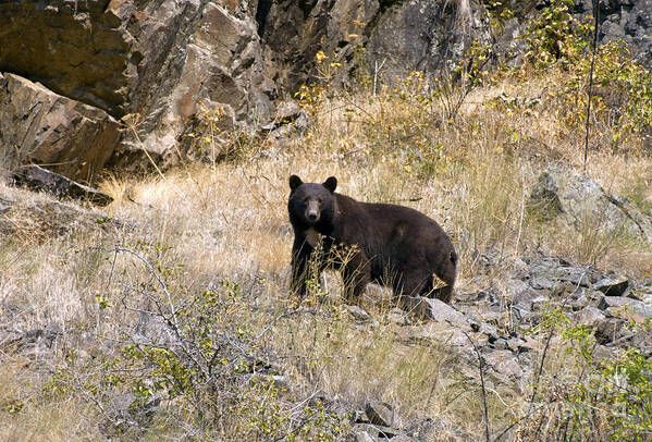 Black Bear Poster featuring the photograph 231P Black Bear by NightVisions