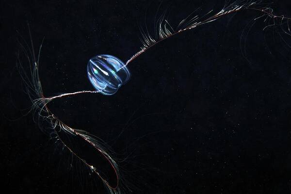 Mertensia Voum Poster featuring the photograph Comb Jelly #24 by Alexander Semenov
