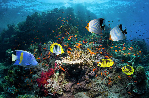 Tranquility Poster featuring the photograph Coral Reef Scenery #24 by Georgette Douwma