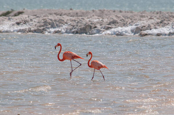 Mexico Yucatan Poster featuring the digital art Flamingos #24 by Carol Ailles