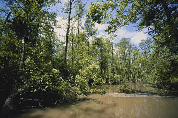 Aquatic Plants Poster featuring the photograph Atchafalaya Swamp, Louisiana #3 by Gary Retherford