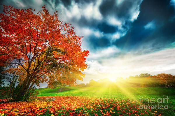 Autumn Poster featuring the photograph Autumn fall landscape in park #3 by Michal Bednarek