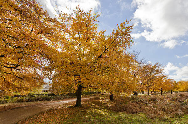 Richmond Park Poster featuring the photograph Autumn Leaves #3 by Maj Seda