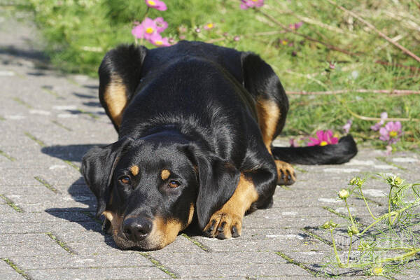 Beauceron-labrador Poster featuring the photograph Beauceron Labrador Mix #3 by Brinkmann/Okapia