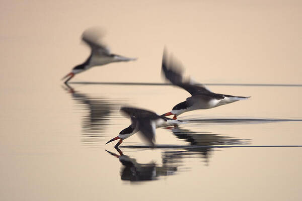 Orias Poster featuring the photograph 3 Black Skimmers 382Z3059 by David Orias