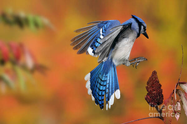 Blue Jay Poster featuring the photograph Blue Jay #1 by Scott Linstead