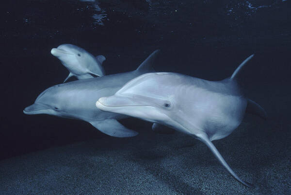 Feb0514 Poster featuring the photograph Bottlenose Dolphin Trio Hawaii #3 by Flip Nicklin