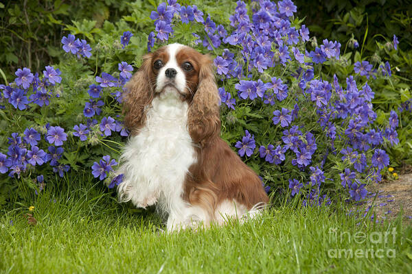 Dog Poster featuring the photograph Cavalier King Charles Spaniel #3 by John Daniels