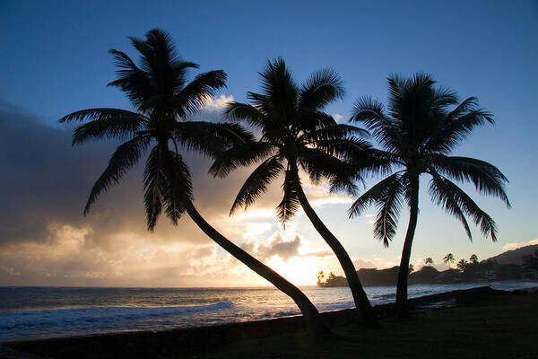 Backlit Poster featuring the photograph Coconut Trees At Sunrise, Oahu, Hawaii #3 by Craig K. Lorenz