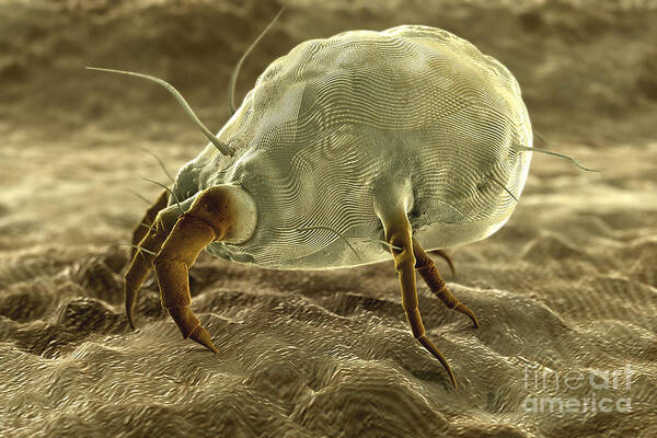 Sick Poster featuring the photograph Dust Mite #3 by Science Picture Co