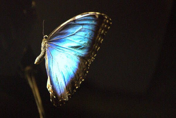 Insect Poster featuring the photograph Flight #3 by Charlotte Schafer