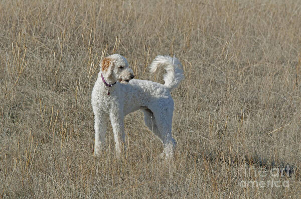 Nature Poster featuring the photograph Goldendoodle #3 by William H. Mullins