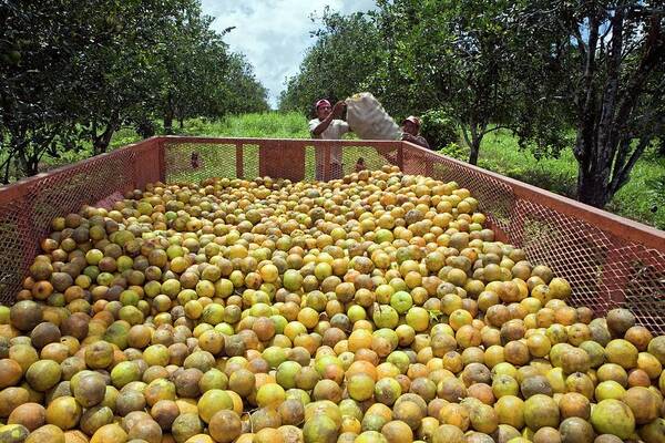 Orange Poster featuring the photograph Harvesting Oranges #3 by Jim West