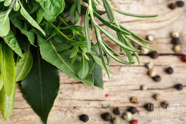 Lorel Poster featuring the photograph Kitchen Herbs #3 by Nailia Schwarz