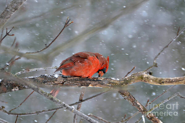 Male Northern Cardinal Poster featuring the photograph Male Northern Cardinal #3 by Lila Fisher-Wenzel