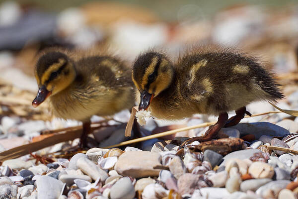 (anas Platyrhynchos) Poster featuring the photograph Mallard nestlings at Sirmione. Lago di Garda #5 by Jouko Lehto