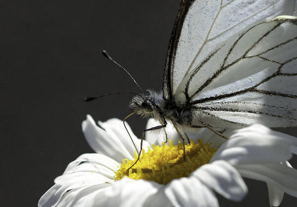 Pine White Poster featuring the photograph Pine White Butterfly #3 by Betty Depee