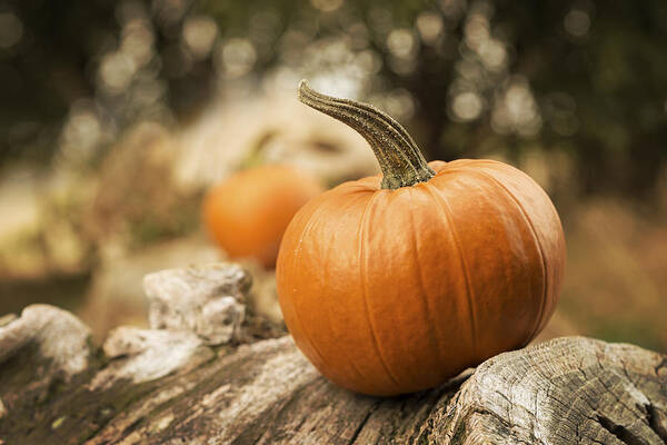 Pumpkin Poster featuring the photograph Pumpkins #3 by Amanda Elwell