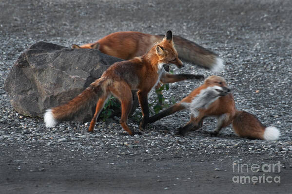 Fauna Poster featuring the photograph Red Foxes Vulpes Fulva #3 by Ron Sanford